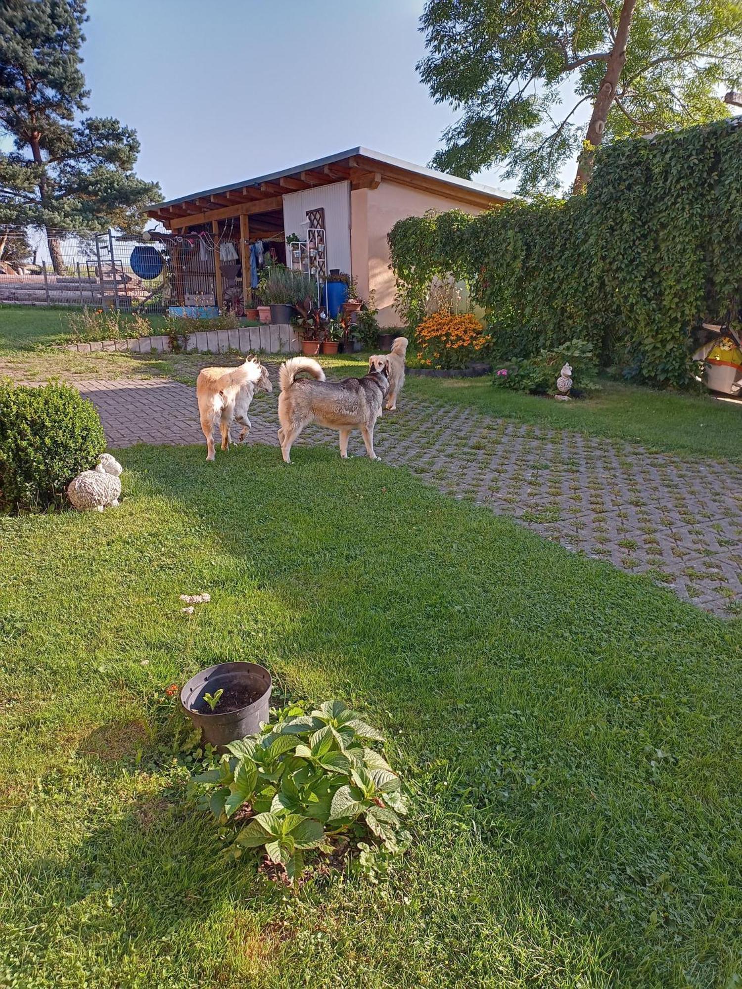 Ferienhof Im Gruenen Herzen Dittersdorf エクステリア 写真