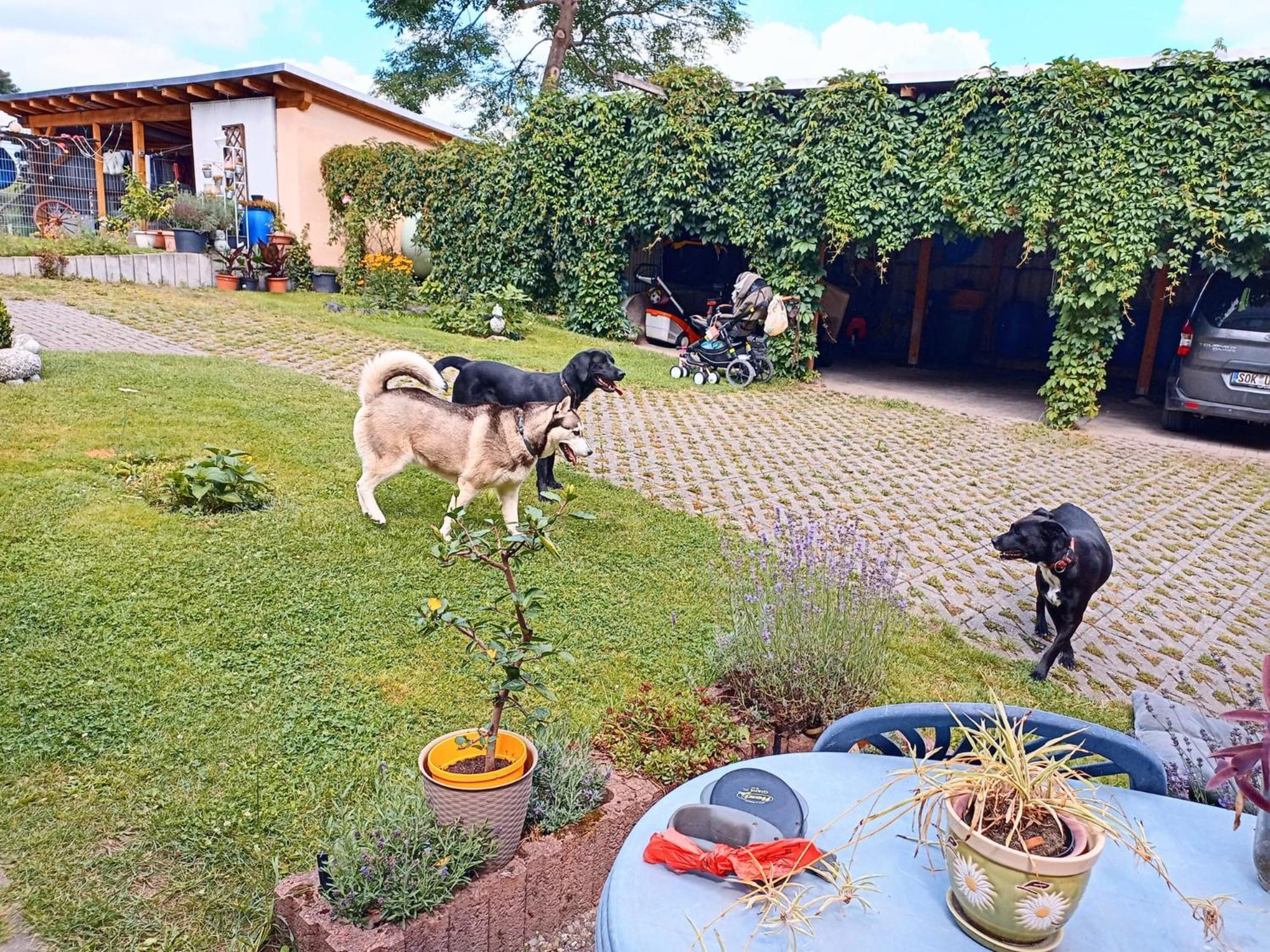 Ferienhof Im Gruenen Herzen Dittersdorf エクステリア 写真